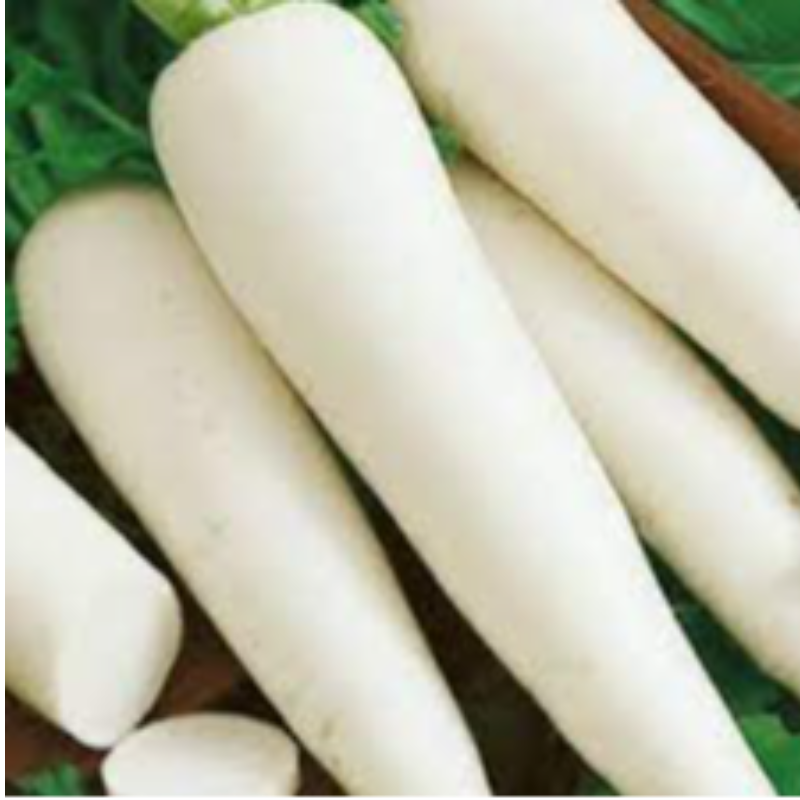 Radish White (મૂળા) Main Image